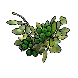 Green Berry Clone Rust Item