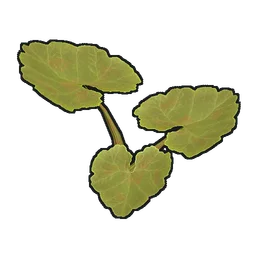 Pumpkin Plant Clone Rust Item