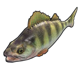 Yellow Perch Rust Item