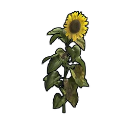 Sunflower Rust Item