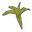 Corn Clone