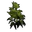 Hemp Clone
