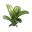 Orchid Clone
