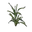 Wheat Clone