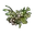 White Berry Clone