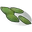 Hemp Seed