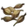 Orchid Seed