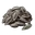 Sunflower Seed